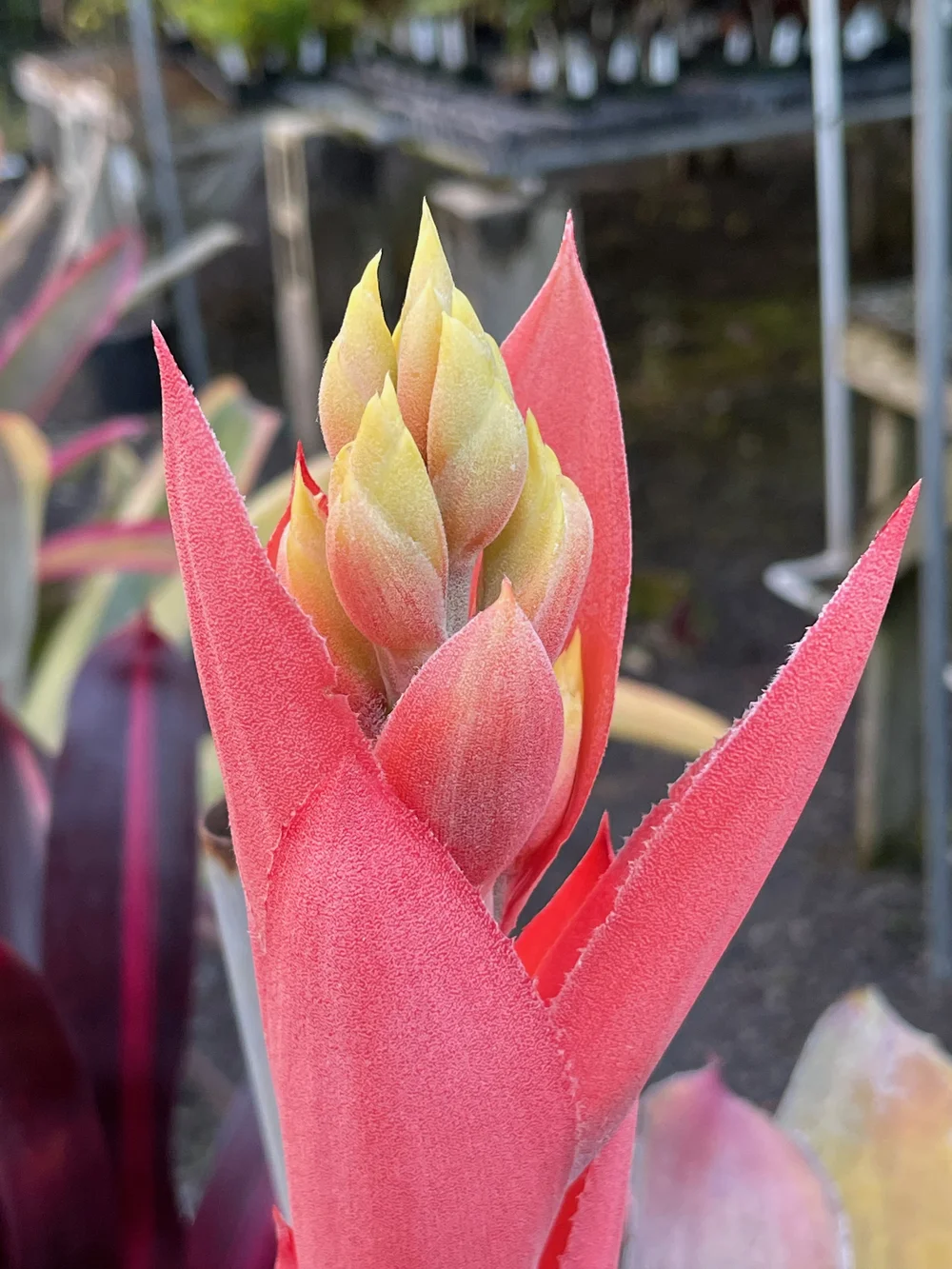 ブロメリア・エアープランツ Aechmea Little Harv variegated Aechmea 'Little Harv' Variegated - Bromeliad Paradise